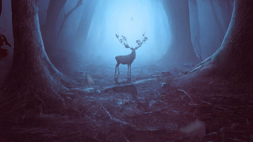 森林里的驯鹿高清壁纸图片 3840x2160