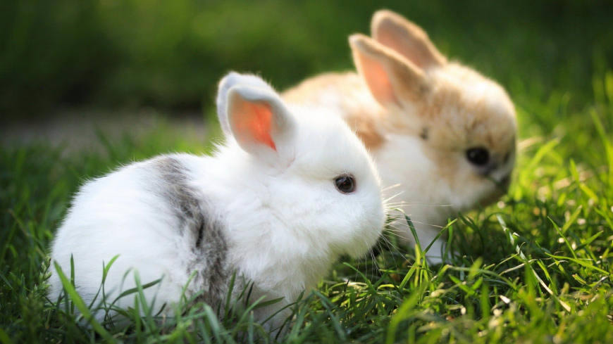 两只可爱的兔子高清壁纸图片 2560x1440