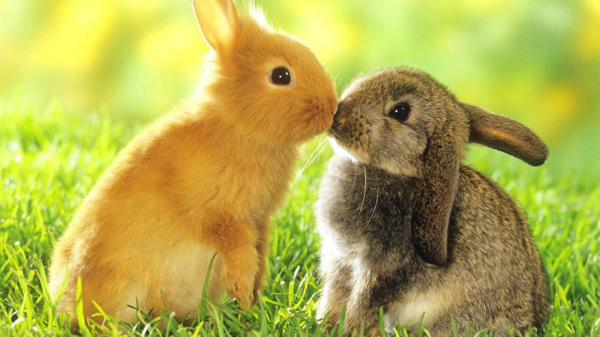两只可爱的兔子高清壁纸图片 1920x1080