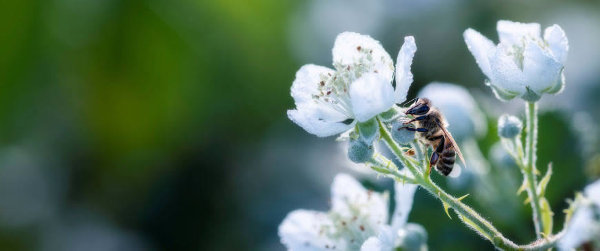 白色花朵上的蜜蜂高清壁纸图片 3440x1440