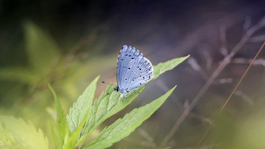 绿叶上的蓝色蝴蝶高清壁纸图片 3840x2160