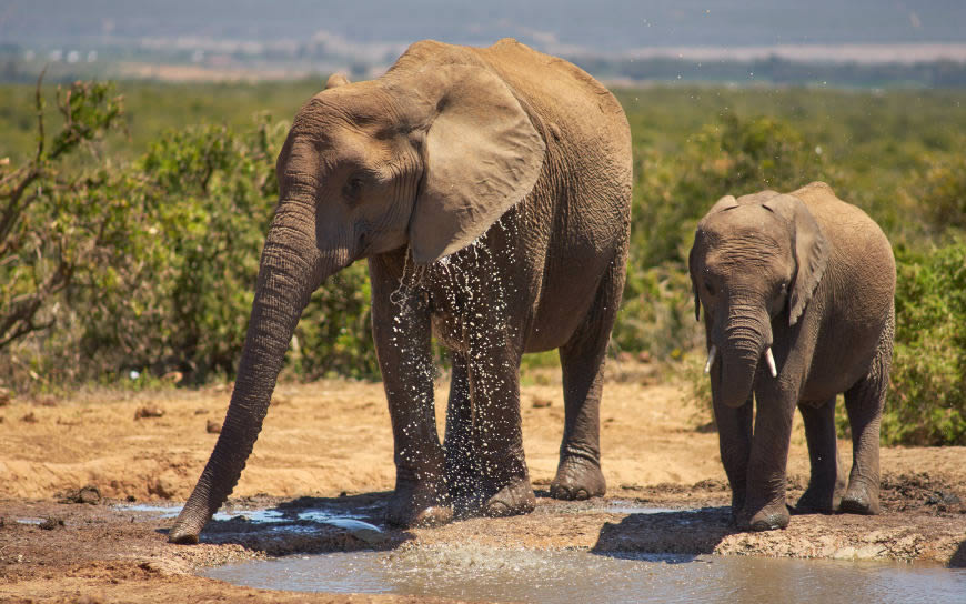 喝水的大象妈妈和小象高清壁纸图片 3840x2400