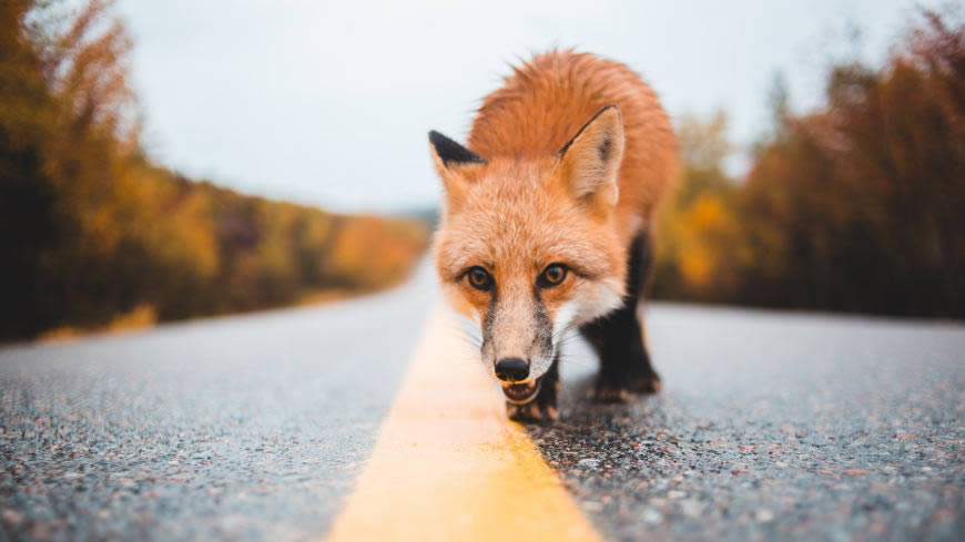 公路上的狐狸高清壁纸图片 5120x2880