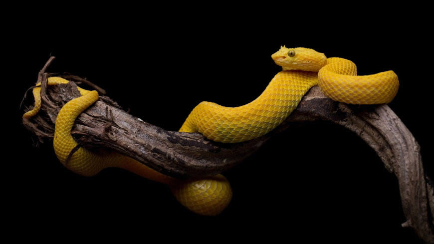 缠绕着树枝的黄蛇高清壁纸图片 3840x2160