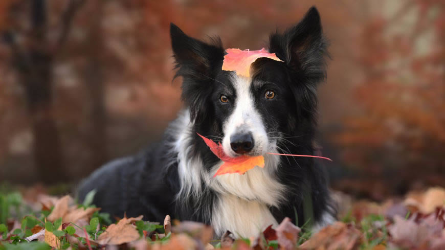 可爱的边境牧羊犬高清壁纸图片 3840x2160