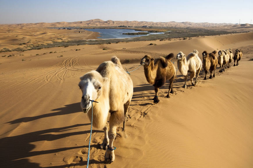 沙漠里的骆驼高清壁纸图片 3000x2000