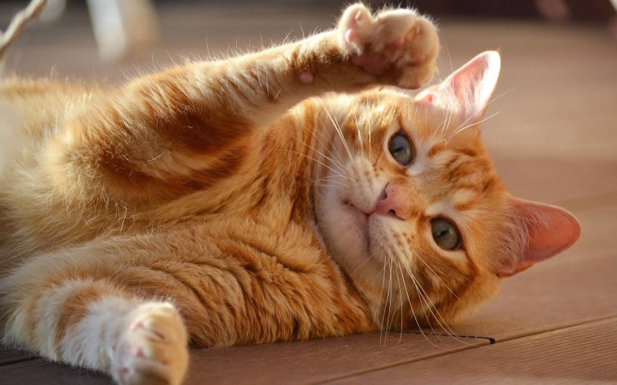 地板上的玩耍的橘猫高清壁纸图片 2560x1600