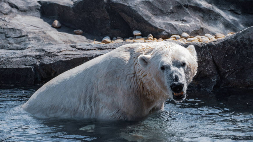 水中的北极熊高清壁纸图片 3840x2160
