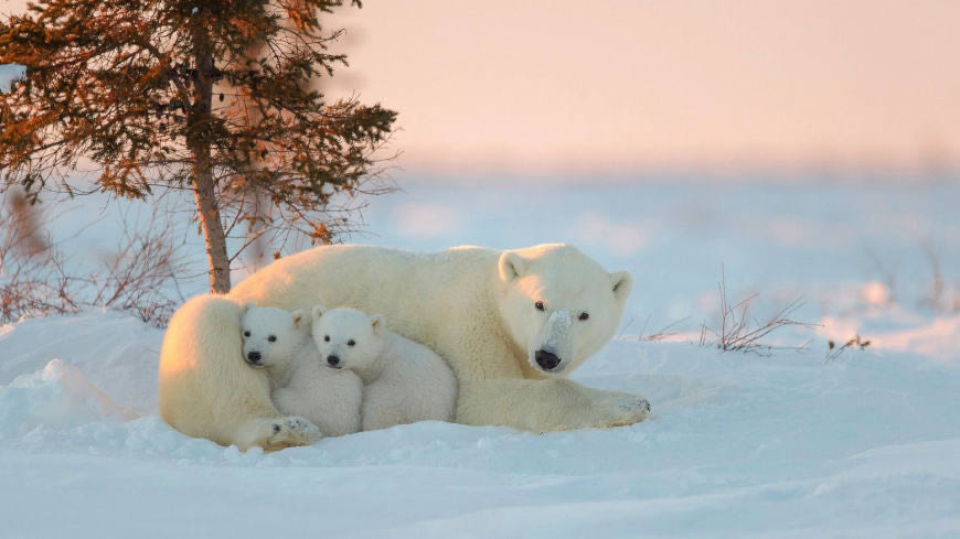 北极熊和幼崽高清壁纸图片 1920x1080