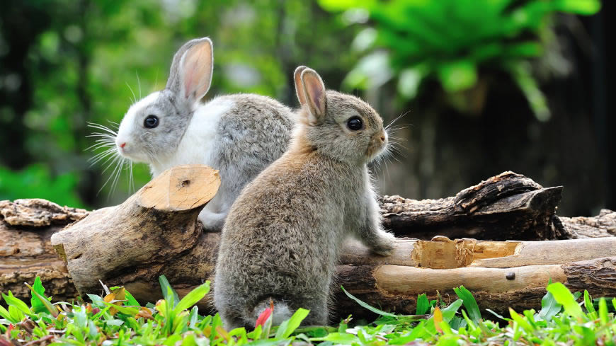 两只可爱的小兔子高清壁纸图片 1920x1080