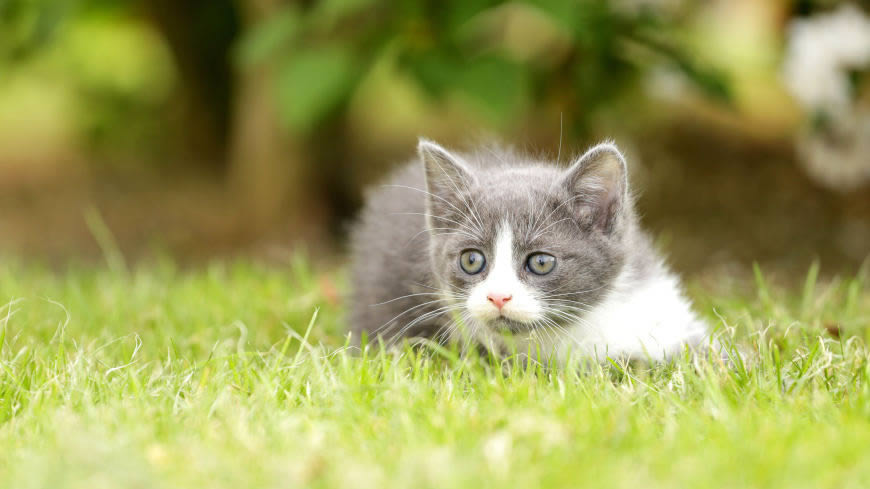 草坪上玩耍的小猫咪高清壁纸图片 3840x2160