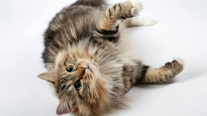 虎斑猫高清壁纸图片 5120x2880