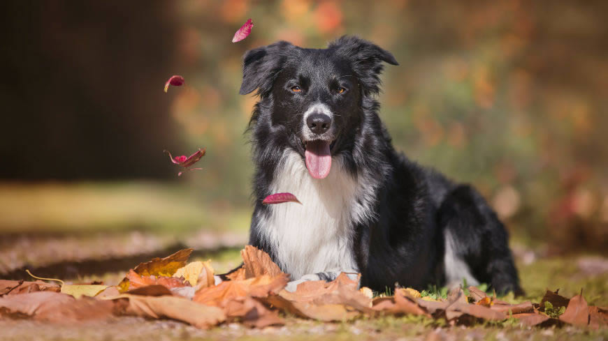 边境牧羊犬高清壁纸图片 5120x2880