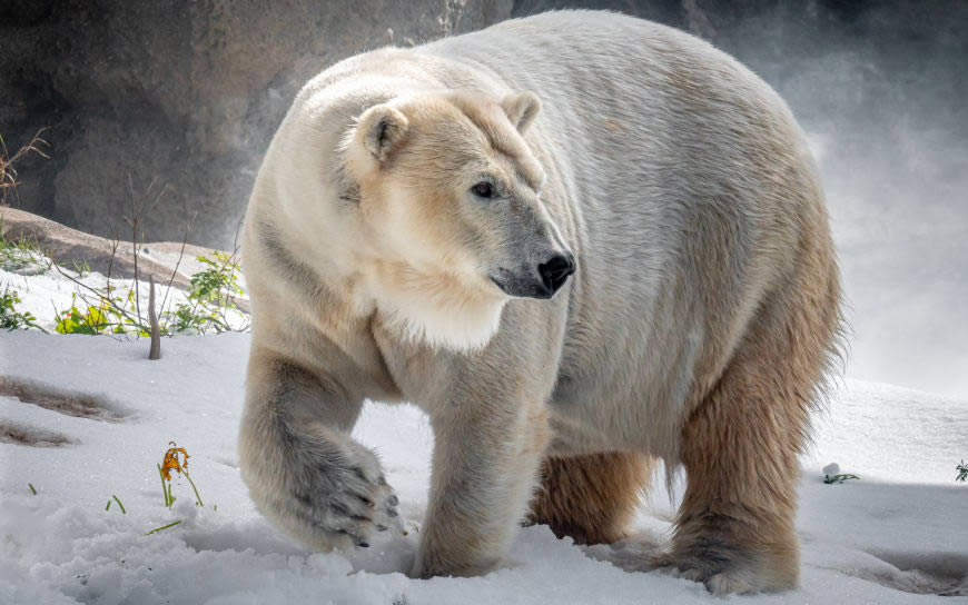 北极熊高清壁纸图片 2560x1600