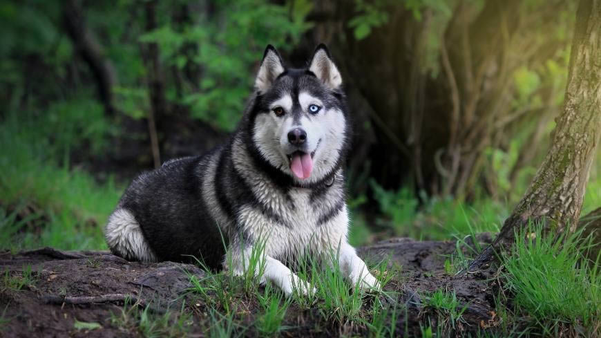 哈士奇 - 西伯利亚雪橇犬高清壁纸图片 2560x1440