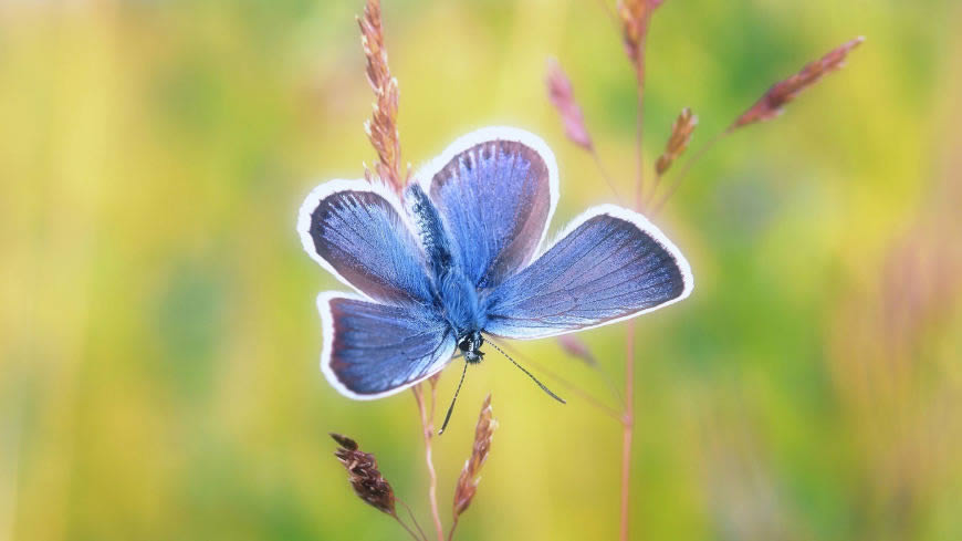 蓝色蝴蝶高清壁纸图片 2560x1440