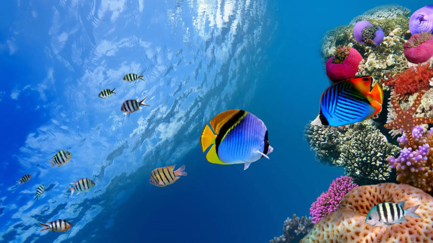 海底的小鱼和珊瑚礁高清壁纸图片 7680x4320