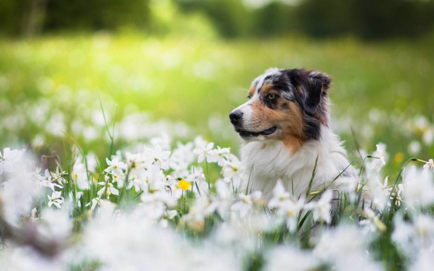 澳大利亚牧羊犬高清壁纸图片 2880x1800