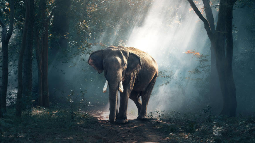 森林中的大象高清壁纸图片 2560x1440