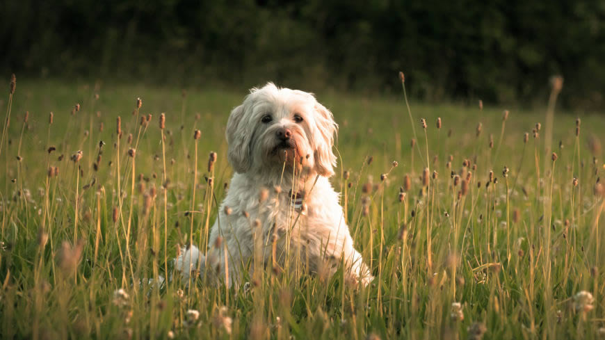 绿草地上的白色狗狗高清壁纸图片 3840x2160
