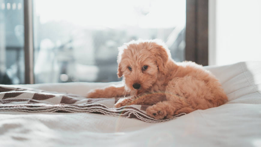 躺在白毯子上的棕色泰迪犬高清壁纸图片 7680x4320