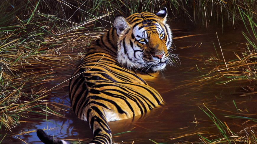 躺在水里的老虎高清壁纸图片 3840x2160