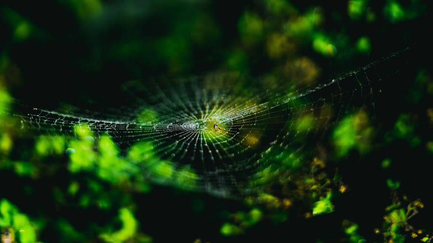 绿色植物上的蜘蛛网高清壁纸图片 3840x2160