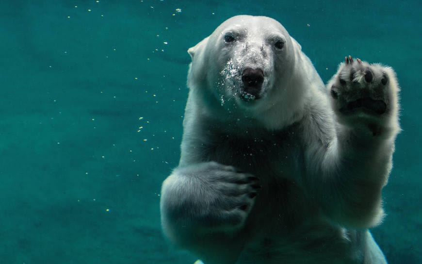 白色北极熊游泳高清壁纸图片 3840x2400
