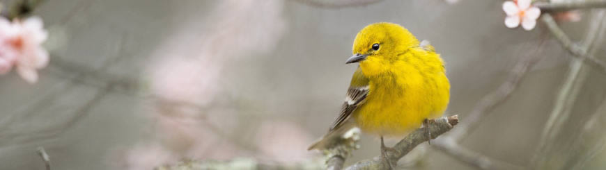 树枝上的黄色小鸟高清壁纸图片 3840x1080