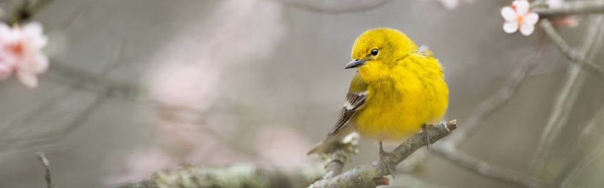 树枝上的黄色小鸟高清壁纸图片 3840x1200