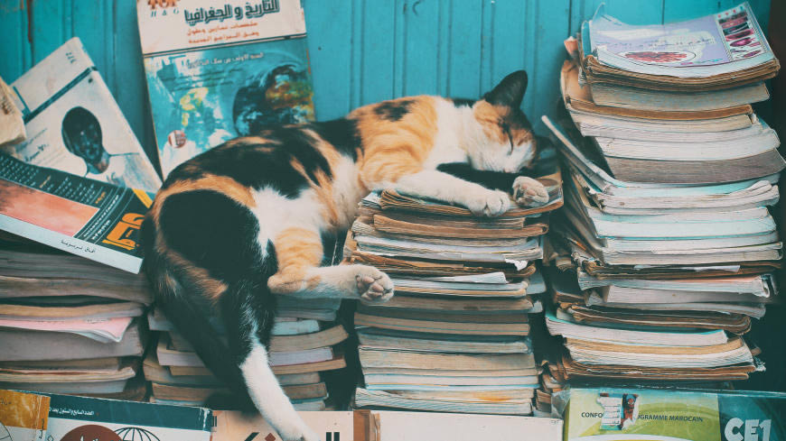 书堆上睡觉的猫咪高清壁纸图片 5120x2880