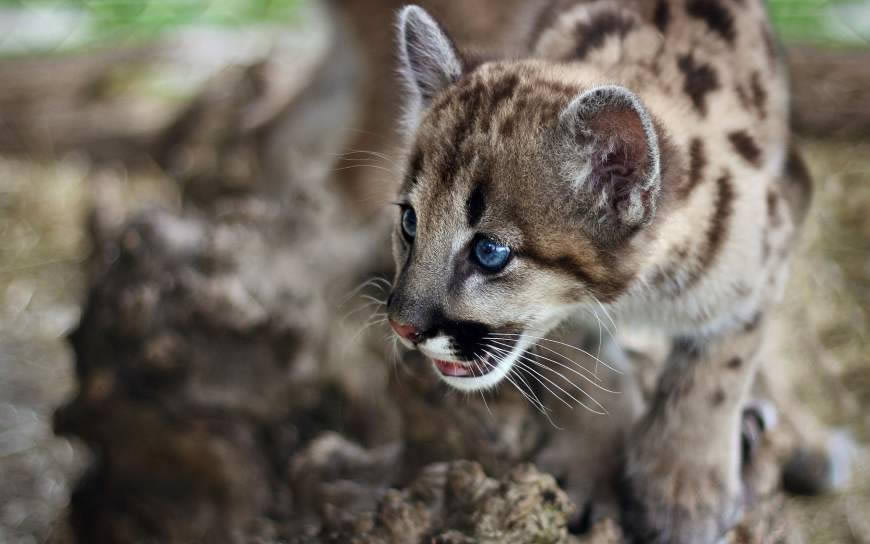 猫科动物高清壁纸图片 2560x1600