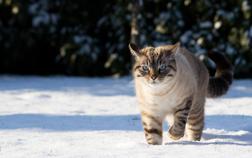 雪地里玩耍的猫咪高清壁纸图片 1920x1200