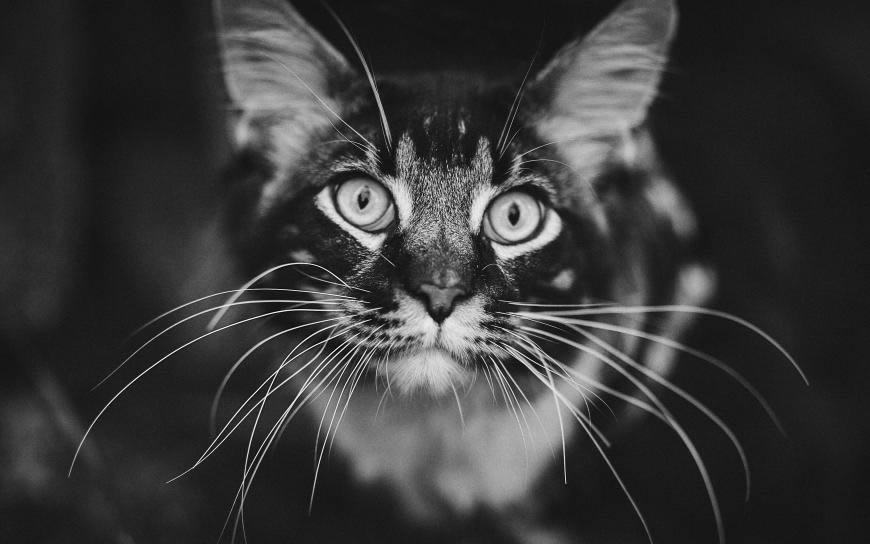 猫咪黑白照片高清壁纸图片 3840x2400