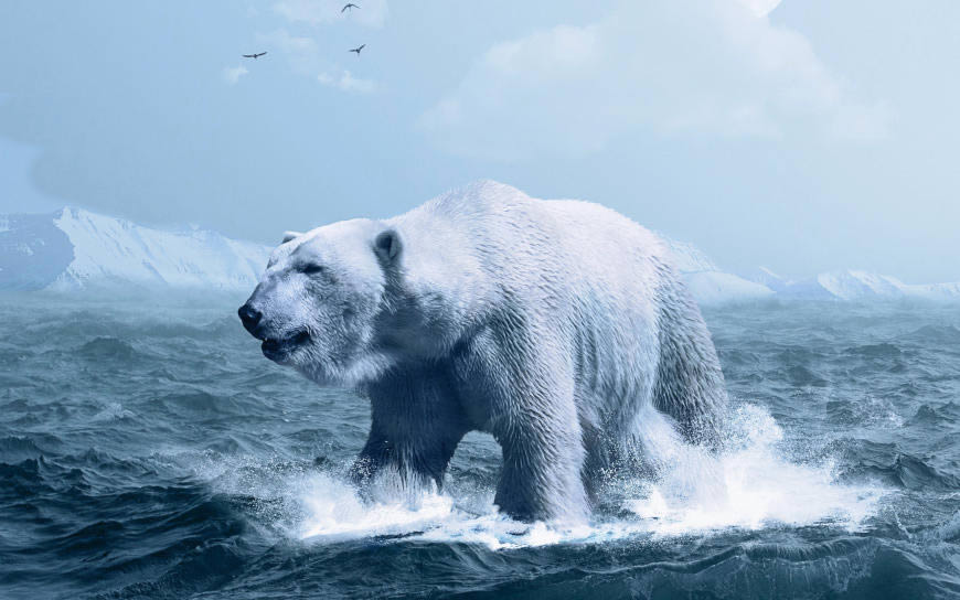 北极熊高清壁纸图片 2560x1600