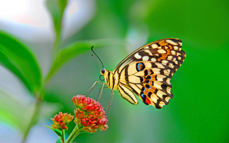 美丽的蝴蝶高清壁纸图片 3840x2400