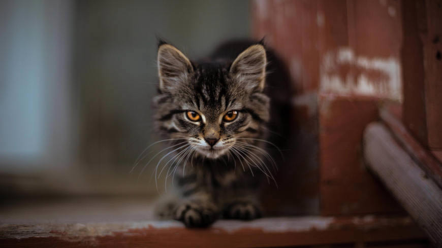 凝视的猫咪高清壁纸图片 5120x2880