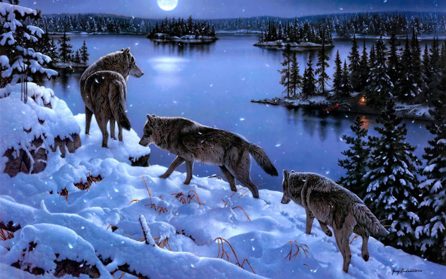 雪山中的狼高清壁纸图片 1920x1200