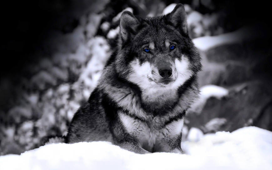 雪地上的狼高清壁纸图片 2880x1800
