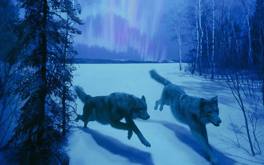 森林里奔跑的狼高清壁纸图片 1680x1050