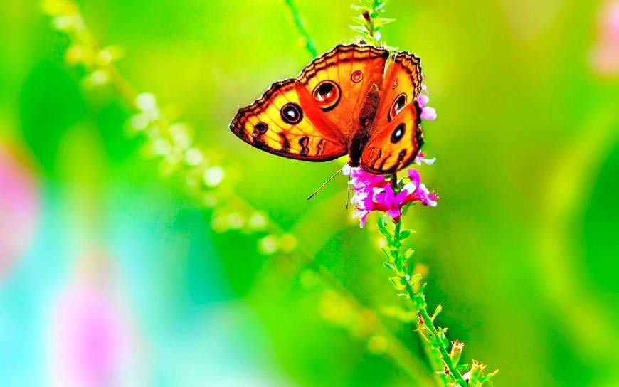 春天花卉上的蝴蝶高清壁纸图片 3840x2400