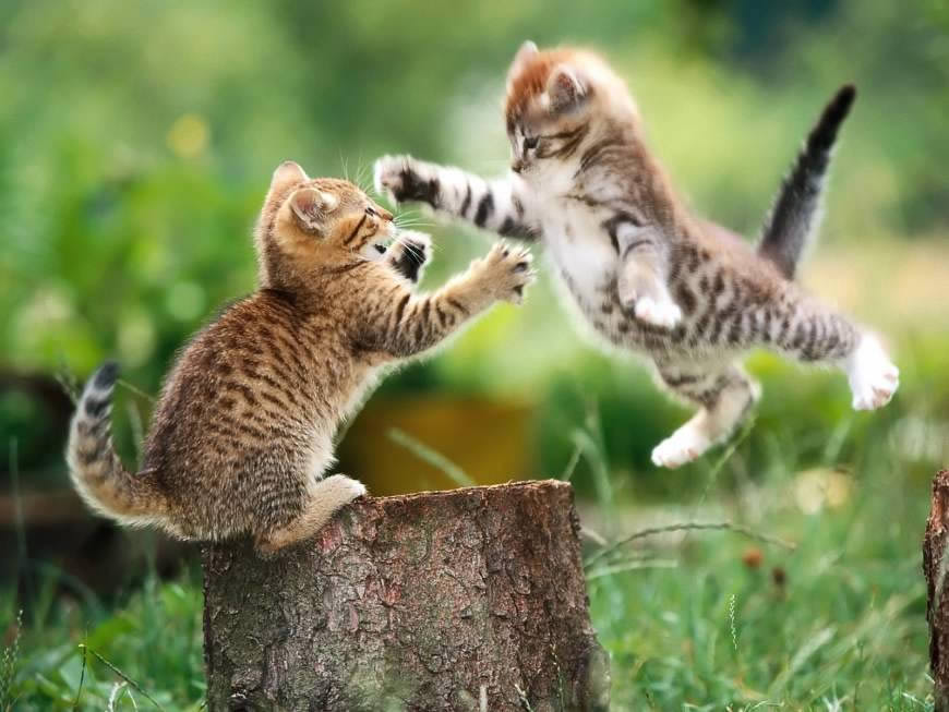 两只打架的小猫咪高清壁纸图片 1600x1200
