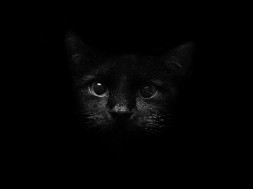 黑暗中的黑色猫咪高清壁纸图片 1600x1200