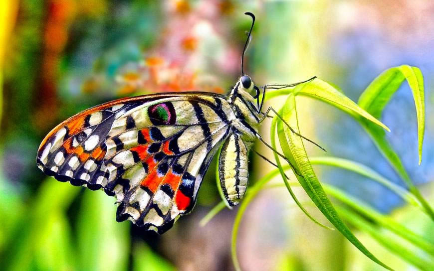 美丽的蝴蝶高清壁纸图片 1920x1200