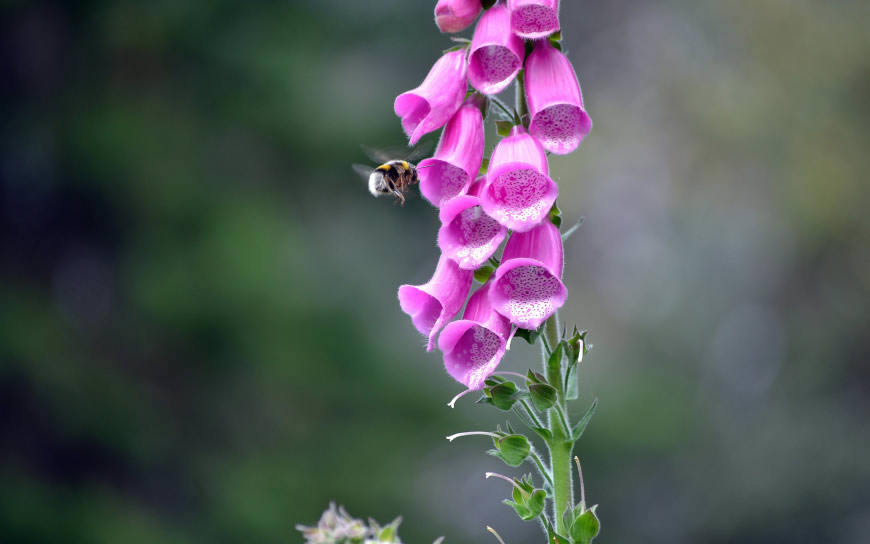 紫花上的蜜蜂高清壁纸图片 3840x2400