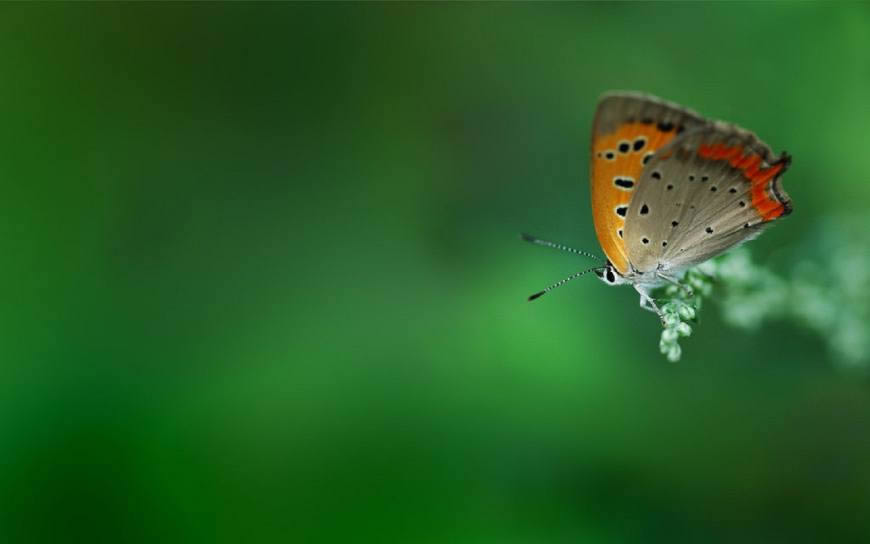 绿色植物上的蝴蝶高清壁纸图片 1440x900
