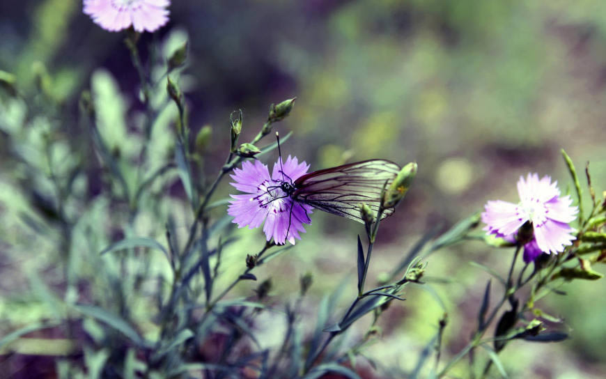 紫色野花上的蝴蝶高清壁纸图片 3840x2400