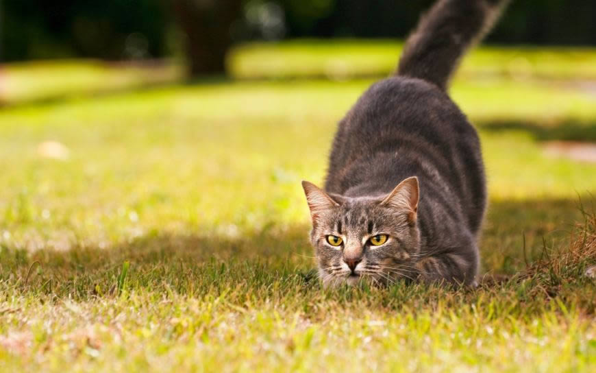 草地里的猫咪特写高清壁纸图片 2560x1600