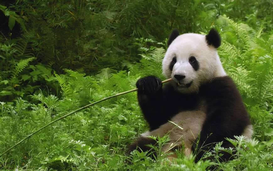 吃竹子的熊猫高清壁纸图片 1920x1200