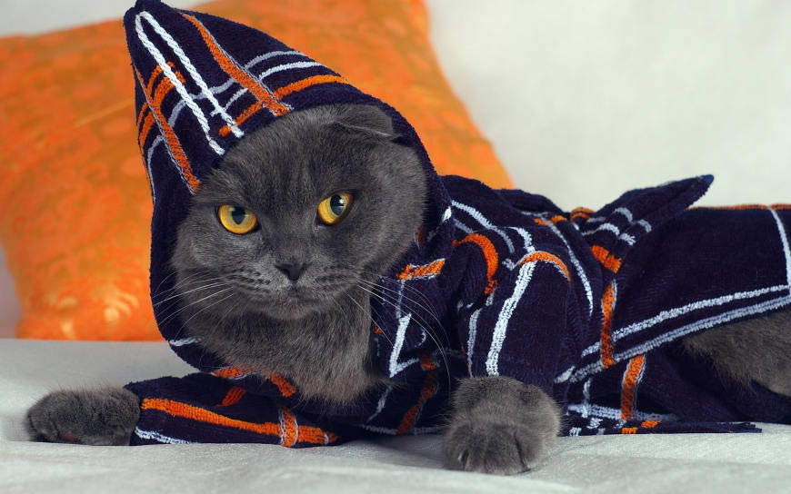 可爱猫咪高清壁纸图片 2560x1600